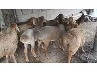 نعجة, الأغنام — الصورة 2