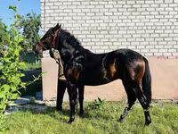 حصان, Swedish warmblood horse — الصورة 5