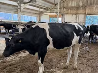 Kuh, Holstein-Rasse — Foto 3