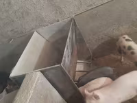 Խոզի կերամաներ բունկեր — լուսանկար 3