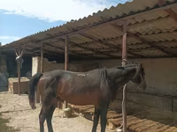 Ձի, Karachay horse — լուսանկար 4