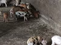 मादा सूअर, सूअर — फ़ोटो 7