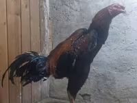 Chickens — फ़ोटो 2