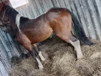 Айғыр, Altai horse — 1-сурет