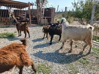 Bode, Cabras — foto 7