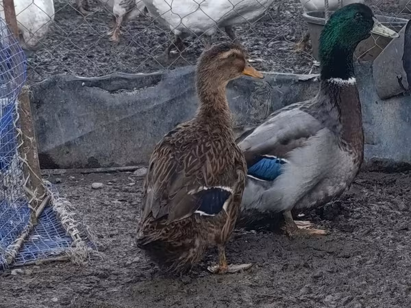 Руан