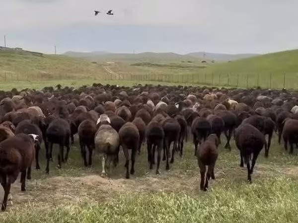 Խոյ, Ոչխարներ