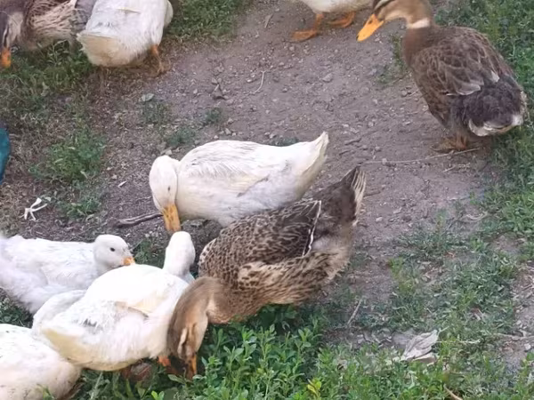 Ducks — Armenia
