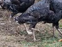 Turkeys — լուսանկար 2