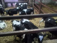 Ցուլ, Russian Black pied cattle — լուսանկար 1