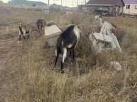 Ziegenbock, Alpine goat — Foto 4