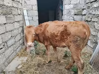 Vaca, Ganado vacuno — foto 1