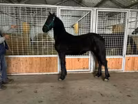 حصان, Friesian — الصورة 7
