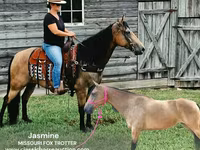 Stute, Missouri foxtrotter — Foto 1