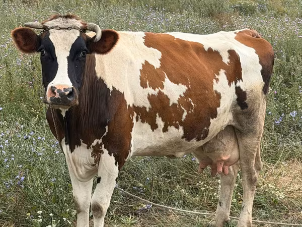 母牛, Cattle