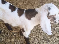 Cabro, Nubian Goat — foto 1