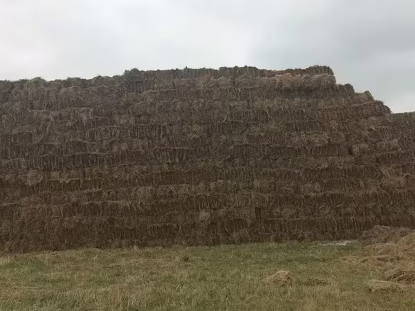 Խոտի տուկ խոտի տուկ