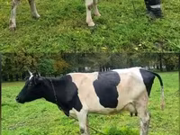 गाय, ऐरशायर — फ़ोटो 2