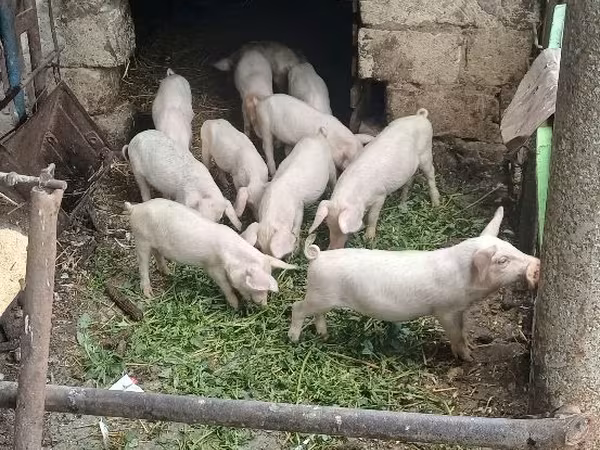 公猪, Pigs