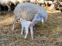 Ram, Sheep — photo 4