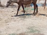马匹（批次，未指定性别）, Horses — 照片 4