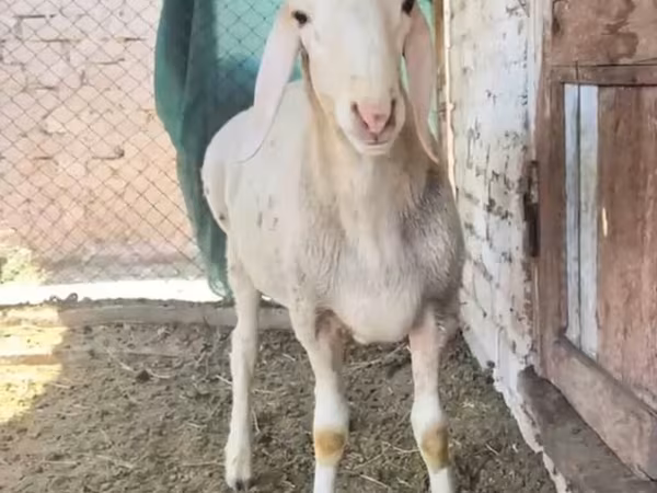 मेढ़ा, Rhon sheep