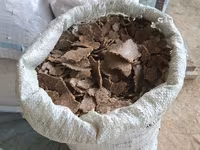 Семичка кунжола с — լուսանկար 1