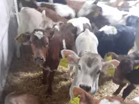 ԽՍԿ (խումբ, սեռը նշված չէ), Simmental cattle — լուսանկար 2