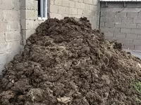 Сыйрдің коңы тегінберем — photo 2