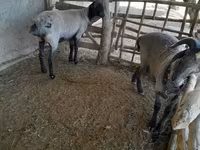 Ոչխարներ (խումբ, սեռը նշված չէ), Merino sheep — լուսանկար 6