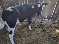 Ցուլ, Russian Black pied cattle — լուսանկար 2