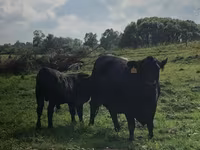 गाय, Swiss cattle — फ़ोटो 1