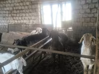 Խոյ, Ոչխարներ — լուսանկար 1