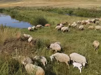 Schaf, Balbas sheep — Foto 3
