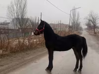 Ат, Фриз породу — сүрөт 2