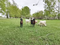 बकरी, Saanen goat — फ़ोटो 5