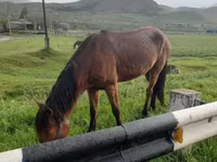 Horse (M), Horses — photo 4