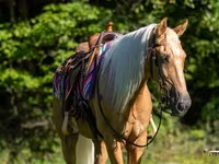 Ձի, Palomino — լուսանկար 5