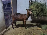 Էգ այծ, Murcia-Granada goats — լուսանկար 1
