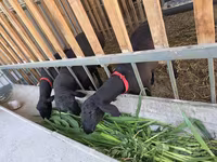 Widder, Hissar sheep — Foto 1