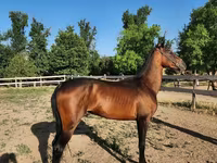 Hengst, Akhal-Teke — Foto 3