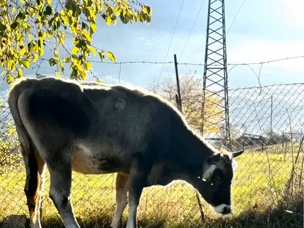 Ցուլ, Խոշոր եղջերավոր — Հայաստան