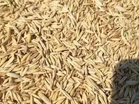 Ավյոզ, վարսակ, վարսակի սերմ — լուսանկար 2