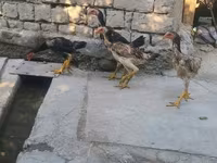 Chickens — 照片 2