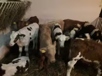 ثور, Simmental cattle — الصورة 2