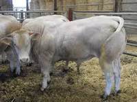 Ցուլ, Blonde d’Aquitane cattle — լուսանկար 3