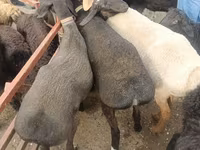 Ovelhas (lote, sexo não especificado), Edilbay sheep — foto 3