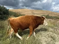 Ցուլ, Simmental cattle — լուսանկար 3