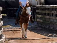 Hengst, American paint horse — Foto 8
