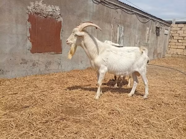 Արու այծ, Saanen goat